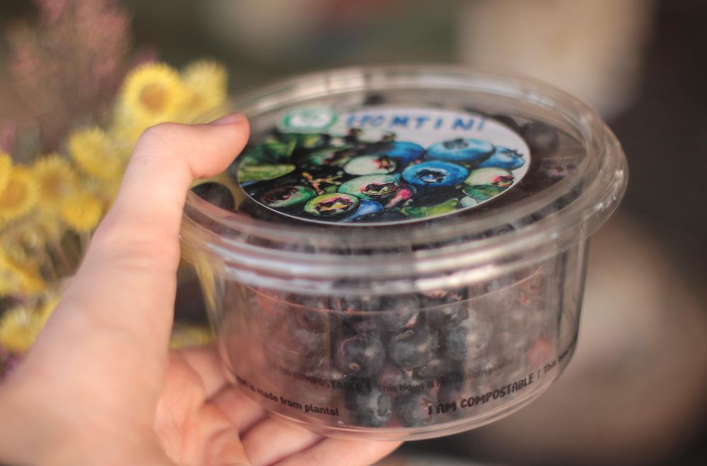 Freshly harvested Homitini blueberries