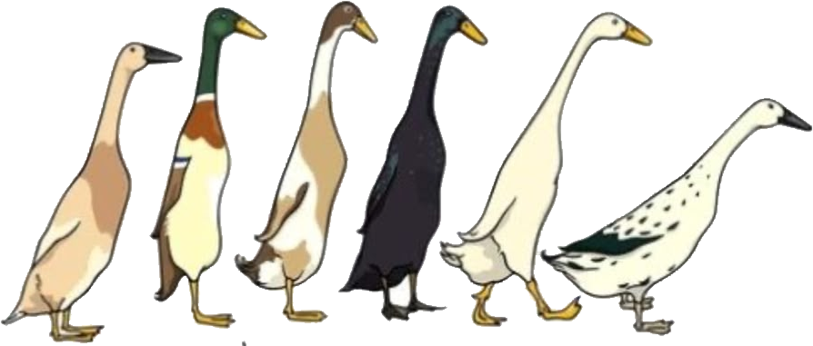 The Homitini duck flock