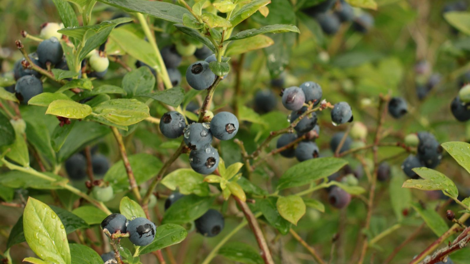 Ripe blueberries on the bush at Homitini